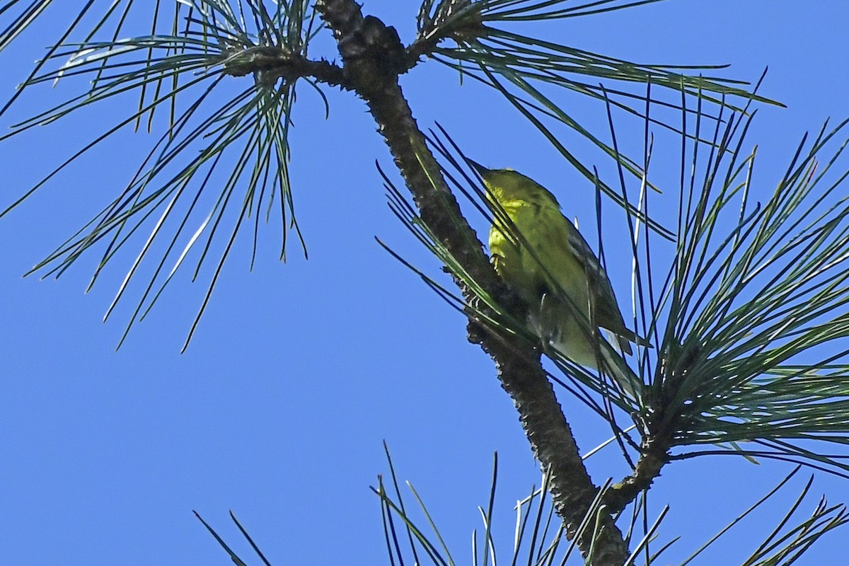 Pine Warbler - ML438293591