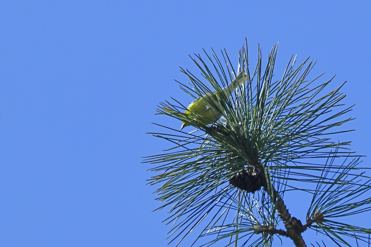 Pine Warbler - Ron Burkert