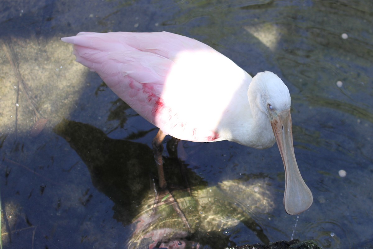 Roseate Spoonbill - Jennifer Allison