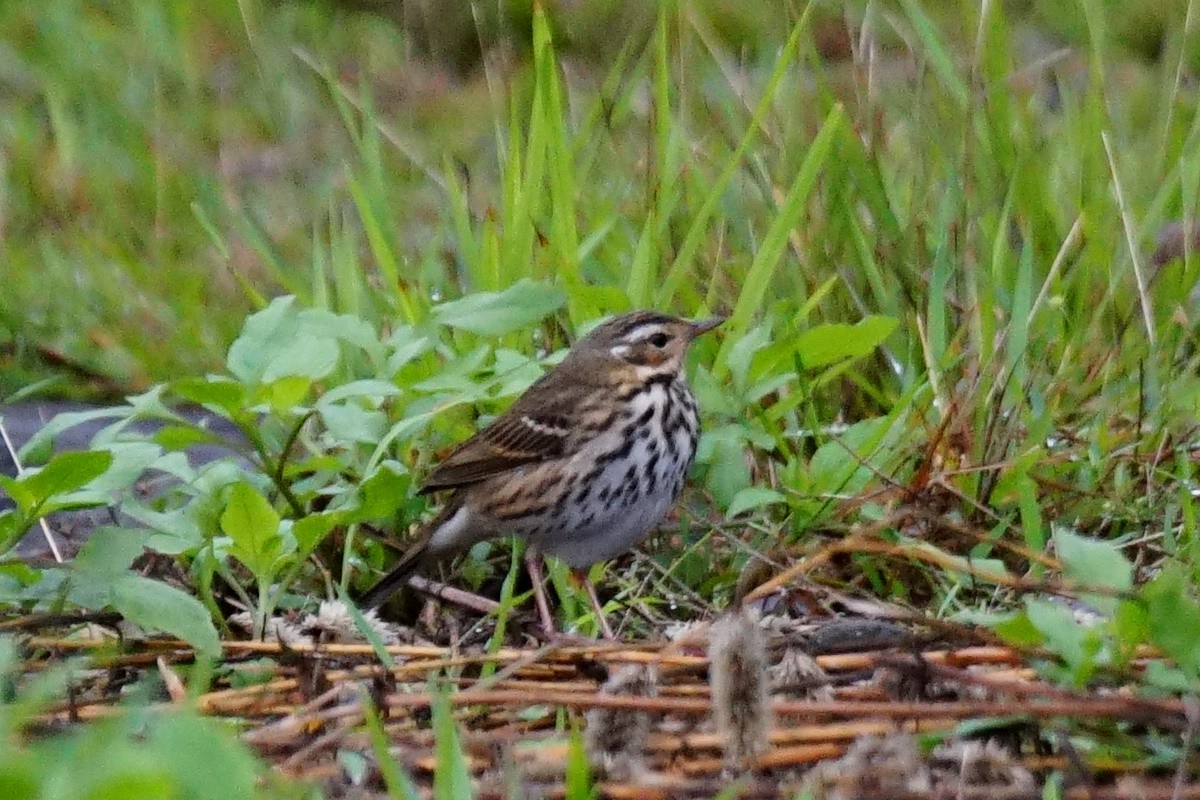 Olive-backed Pipit - ML43829471