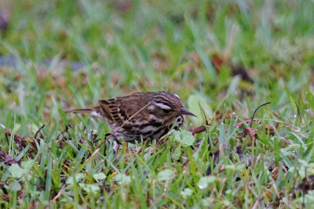 Pipit à dos olive - ML43829501