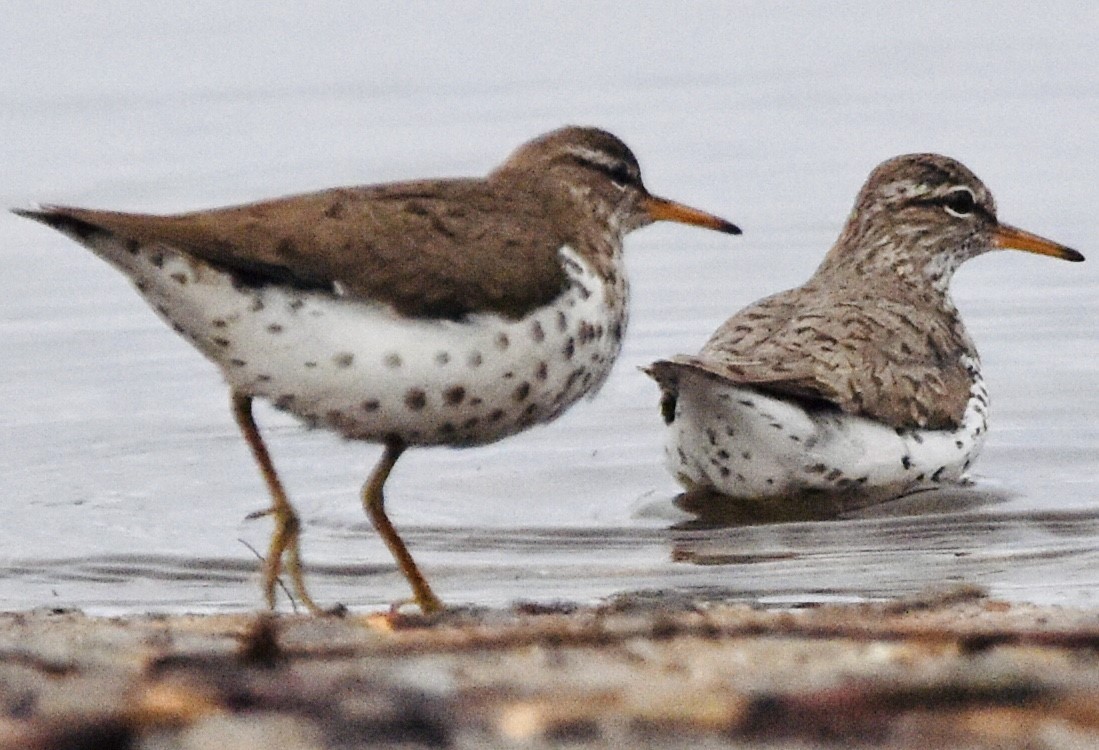 Spotted Sandpiper - ML438295241