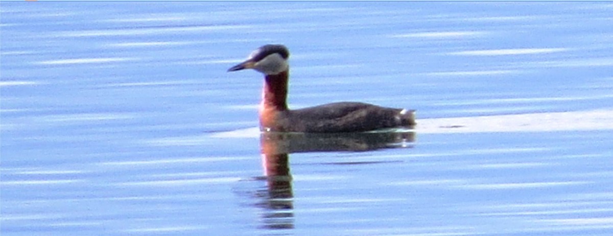 Red-necked Grebe - shawn richmond