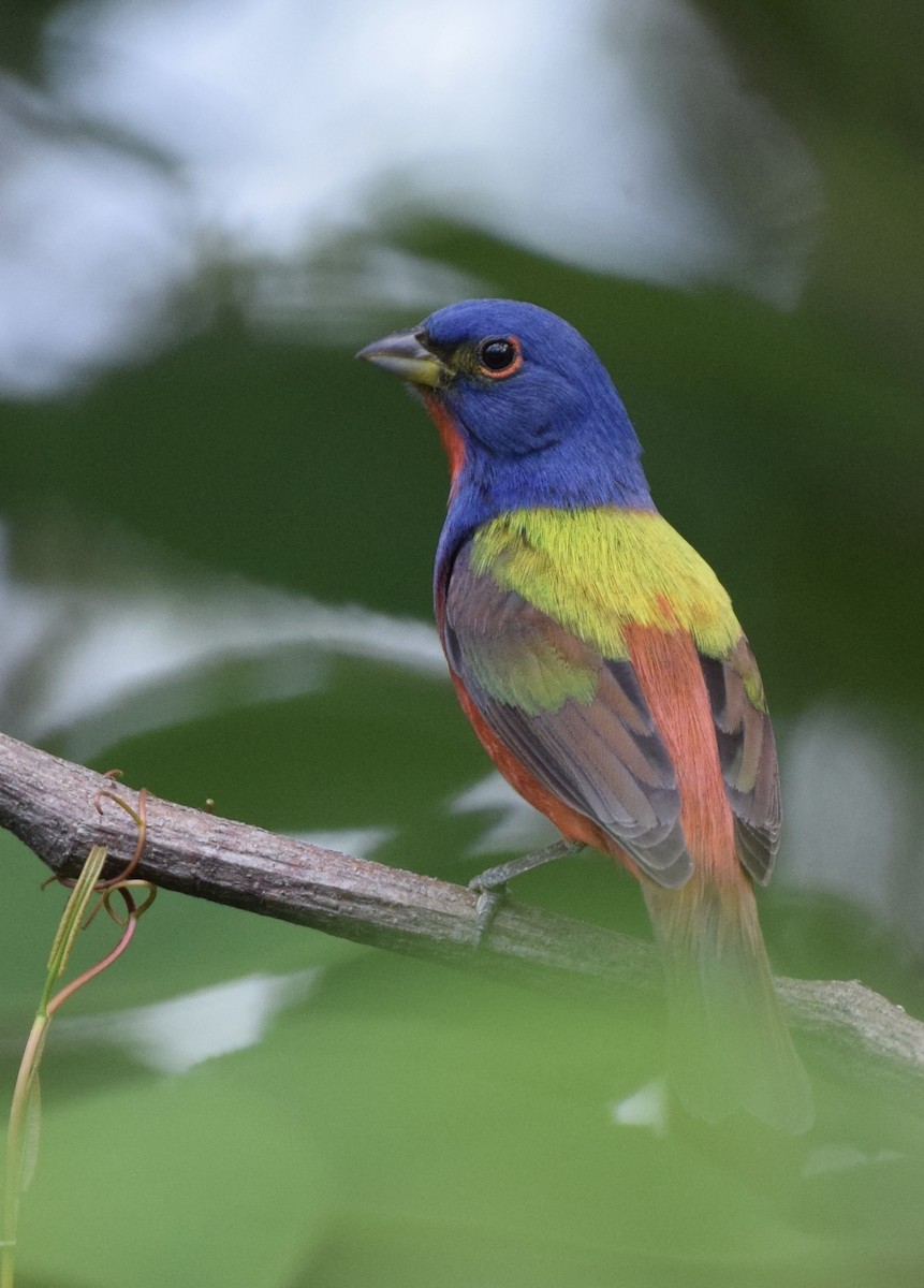 Painted Bunting - Gail Suberbielle