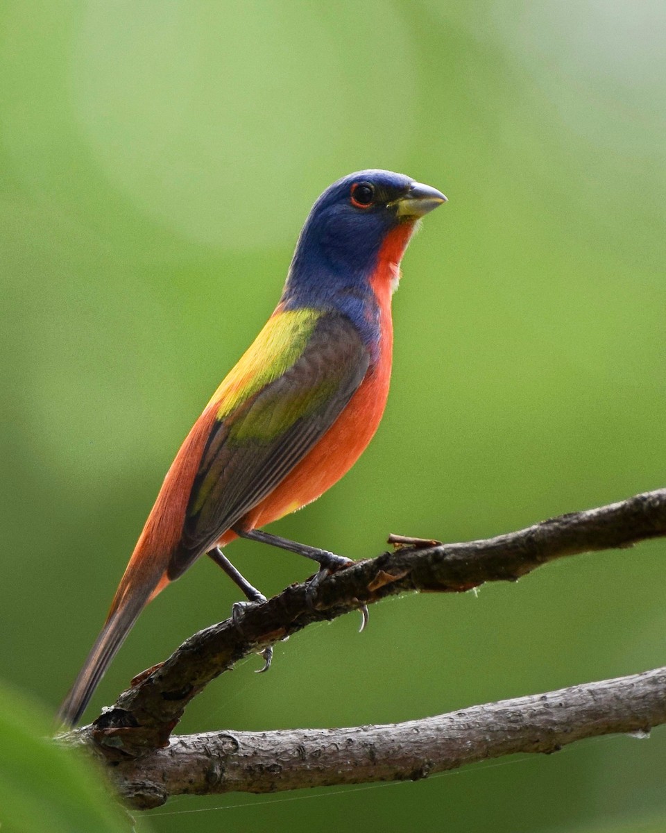 Painted Bunting - Gail Suberbielle
