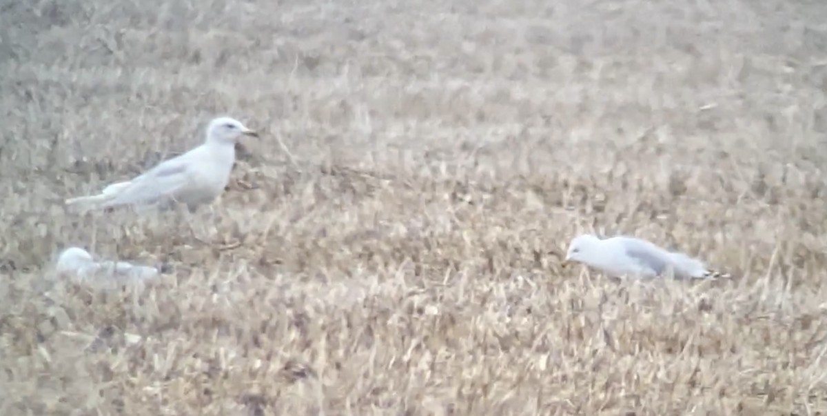 Iceland Gull (kumlieni) - ML438297741