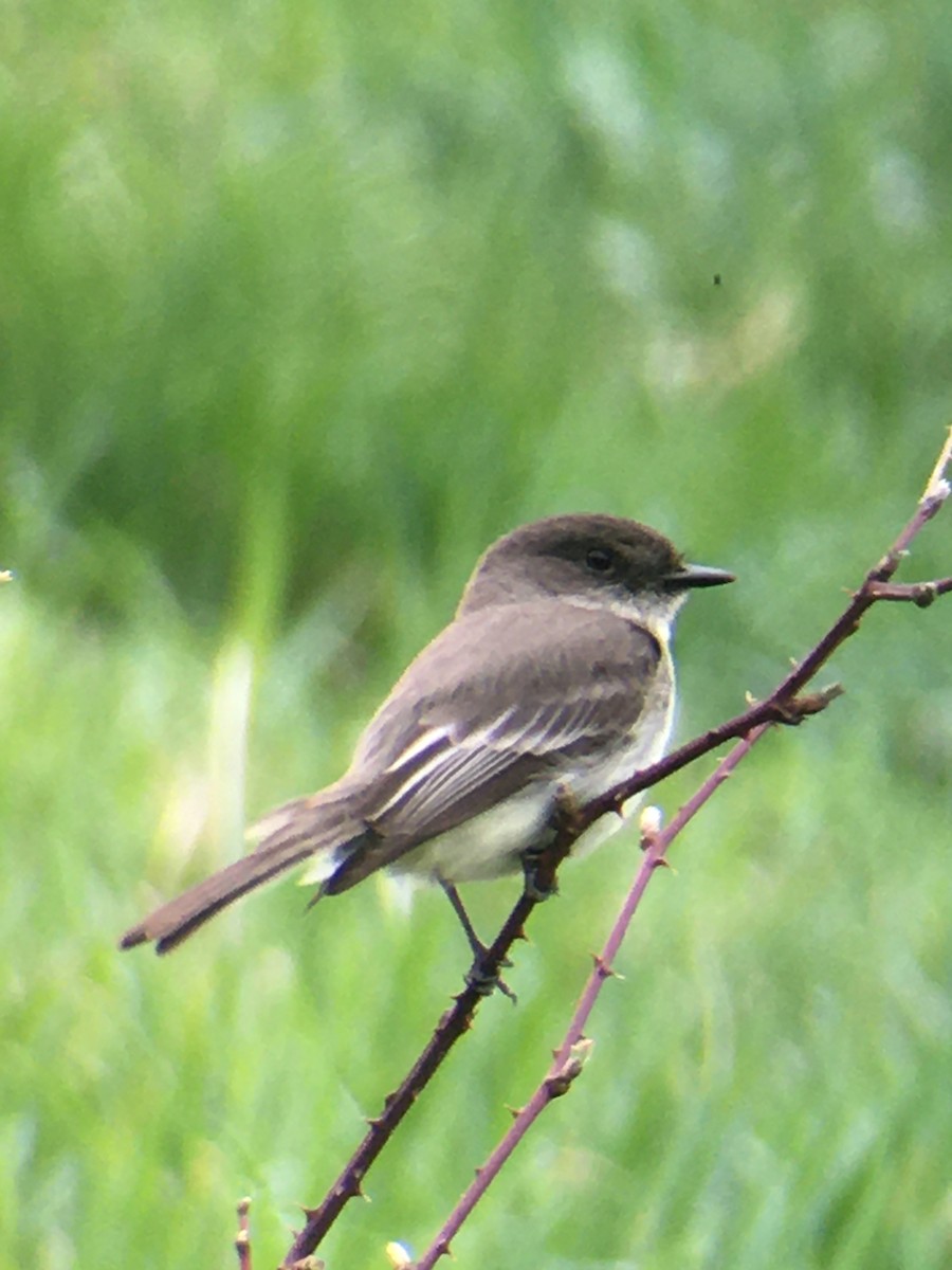 Eastern Phoebe - Tom & Laura Somerville