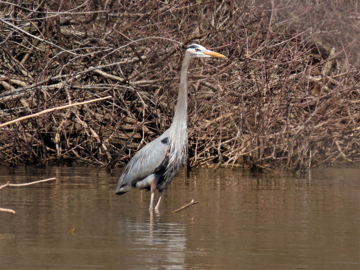 Great Blue Heron - ML438299101