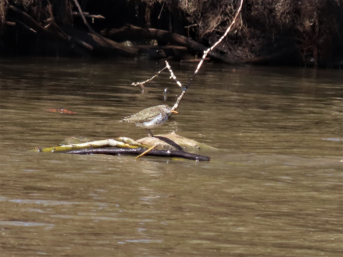 Spotted Sandpiper - ML438299191