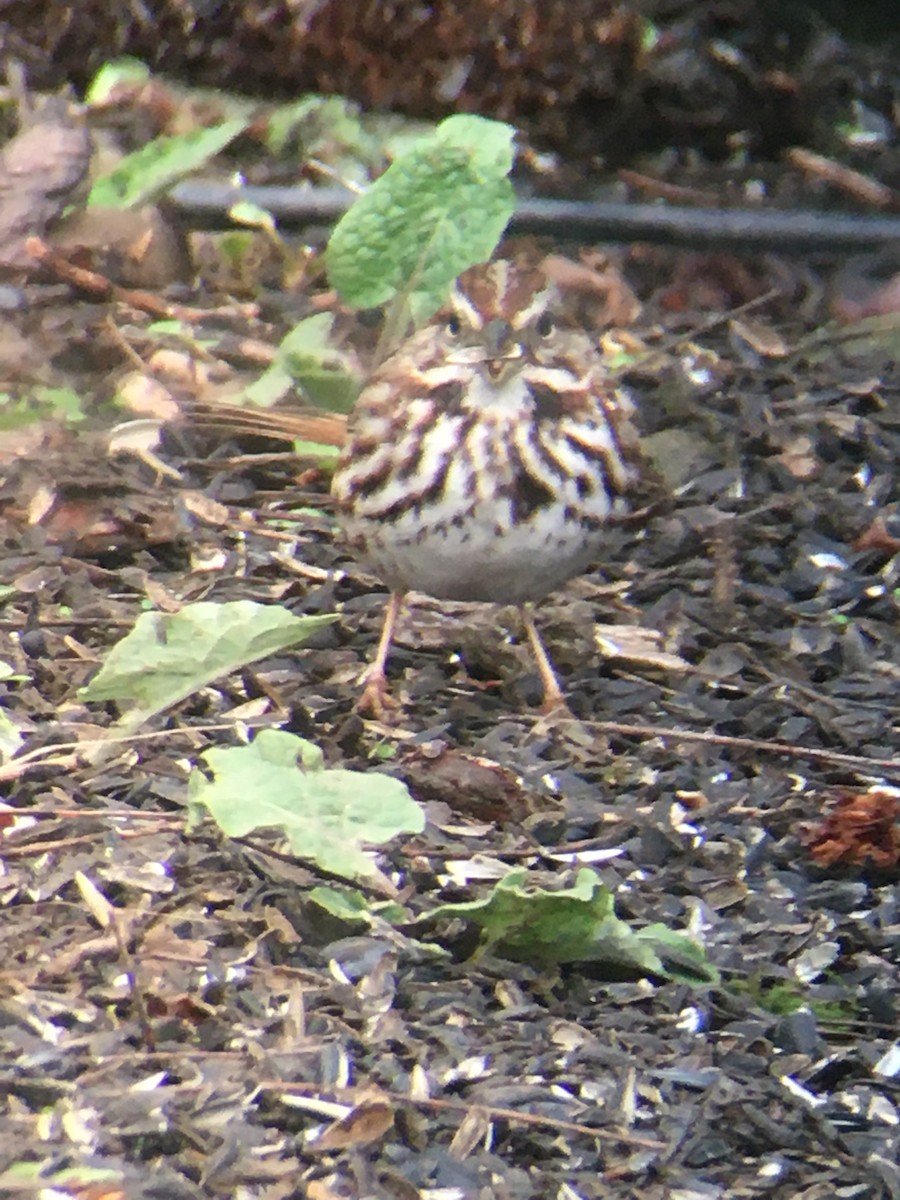 Song Sparrow - Tom & Laura Somerville