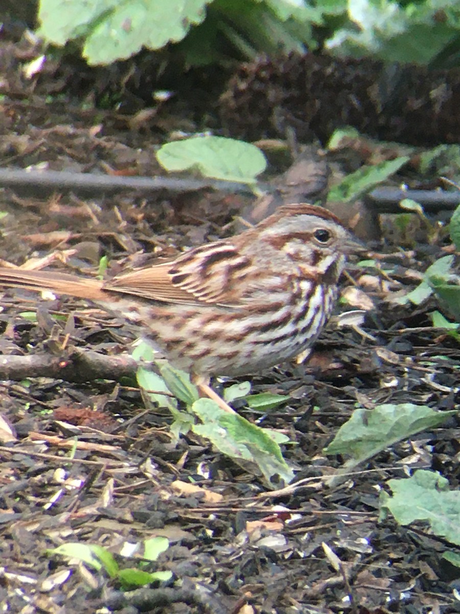 Song Sparrow - Tom & Laura Somerville