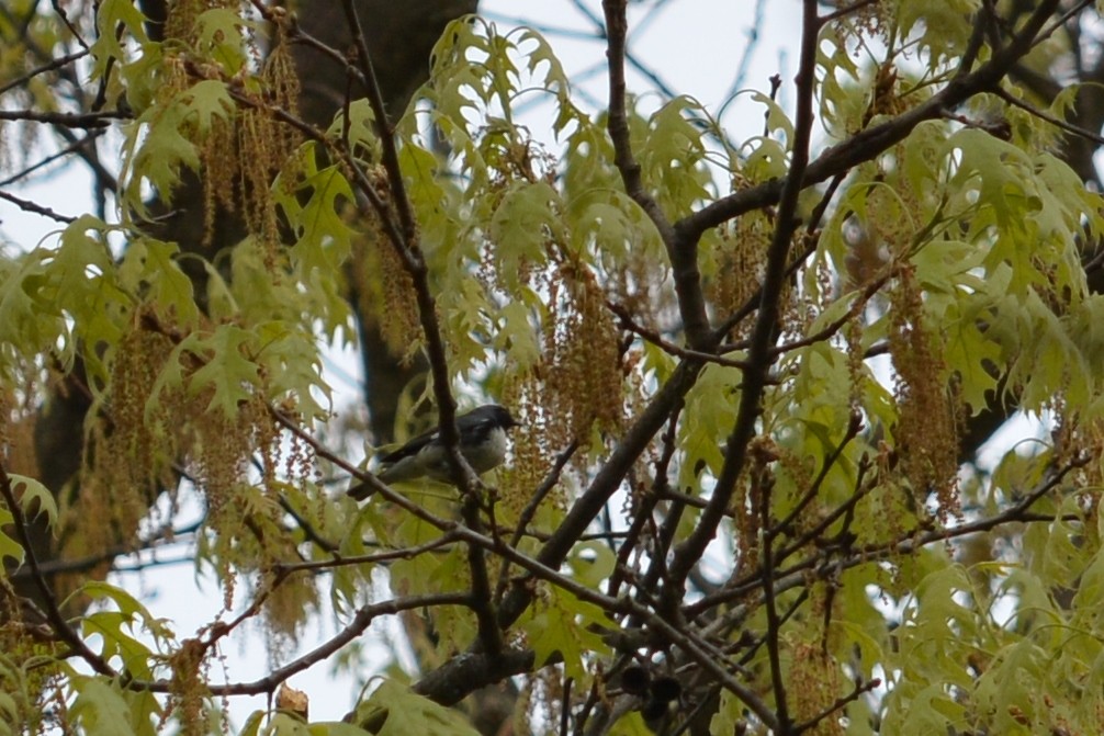 Black-throated Blue Warbler - Jeremy Collison