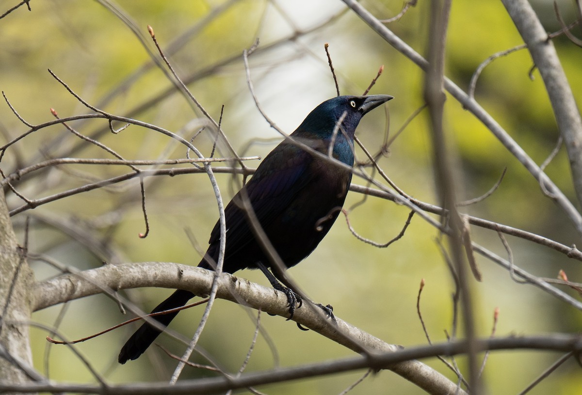 Common Grackle - ML438300711