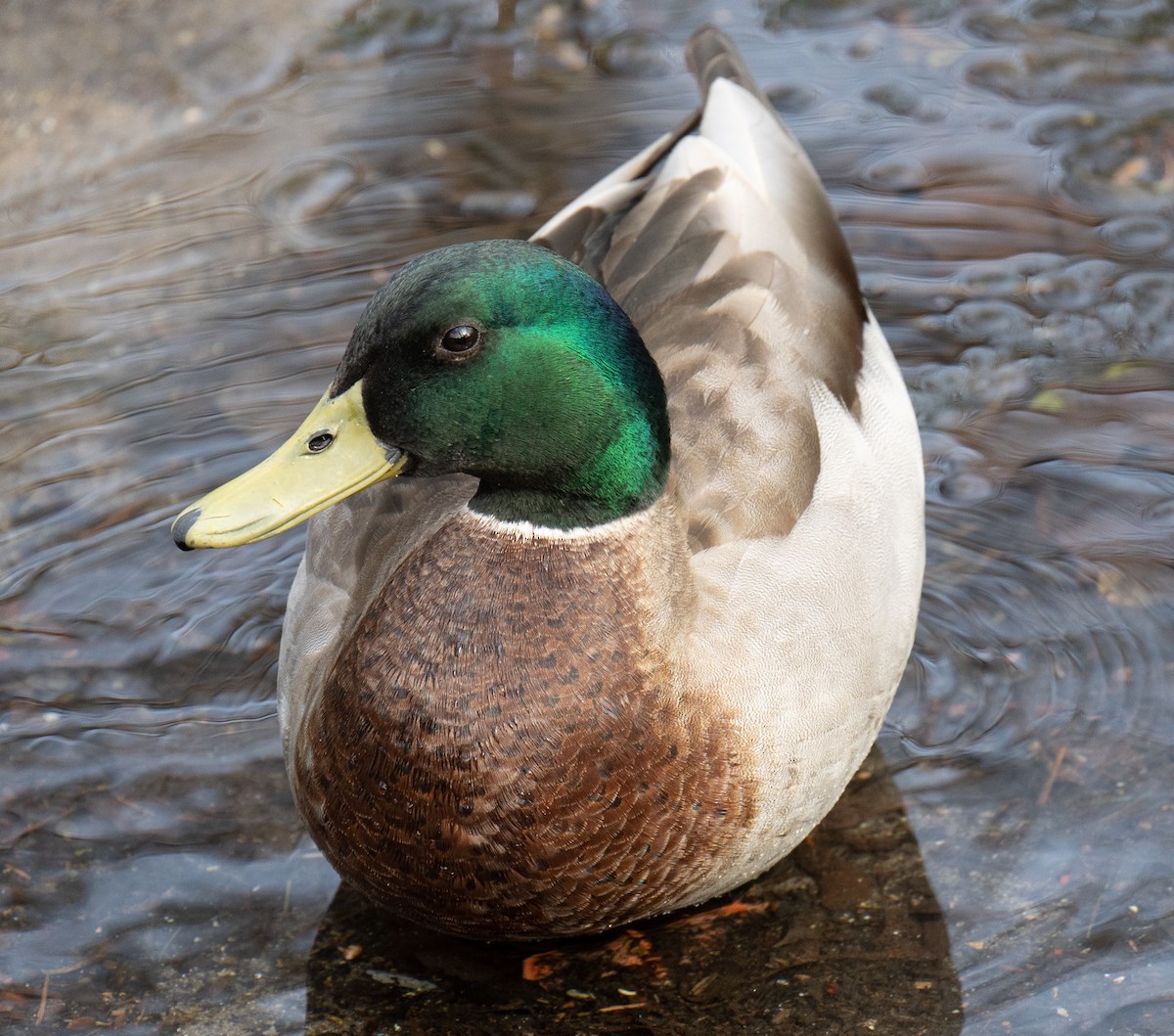 Mallard - ML438300831