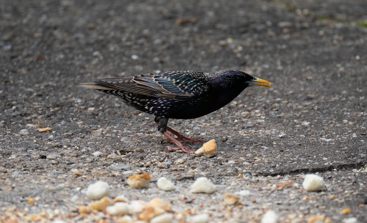 European Starling - ML438300961