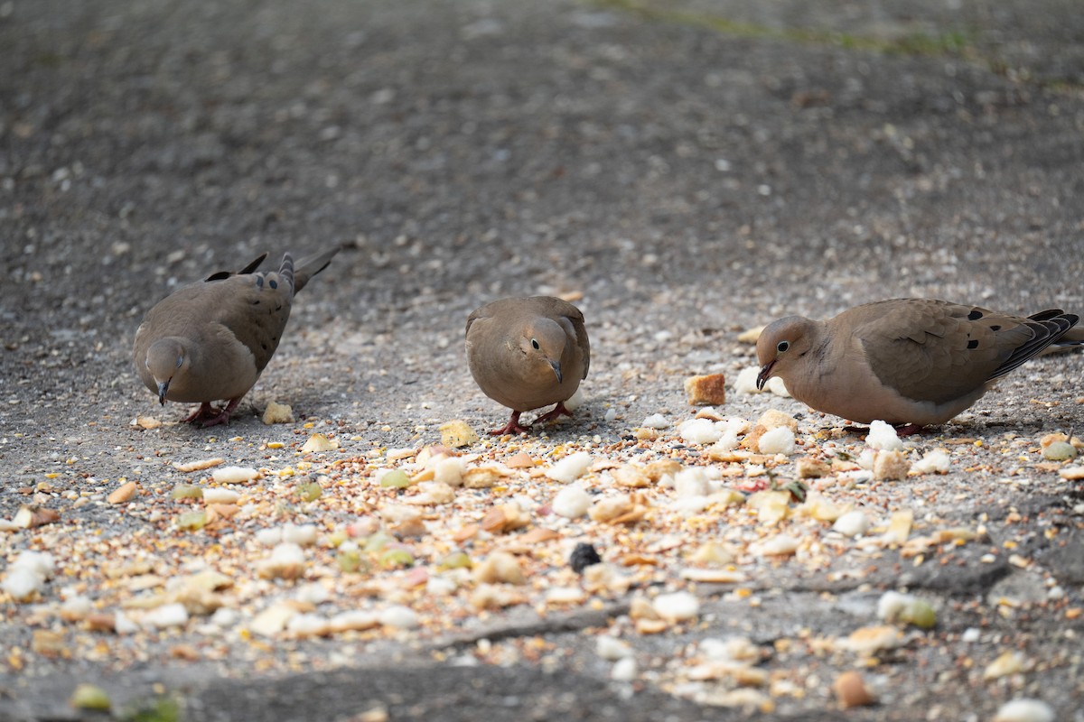 Mourning Dove - ML438301131