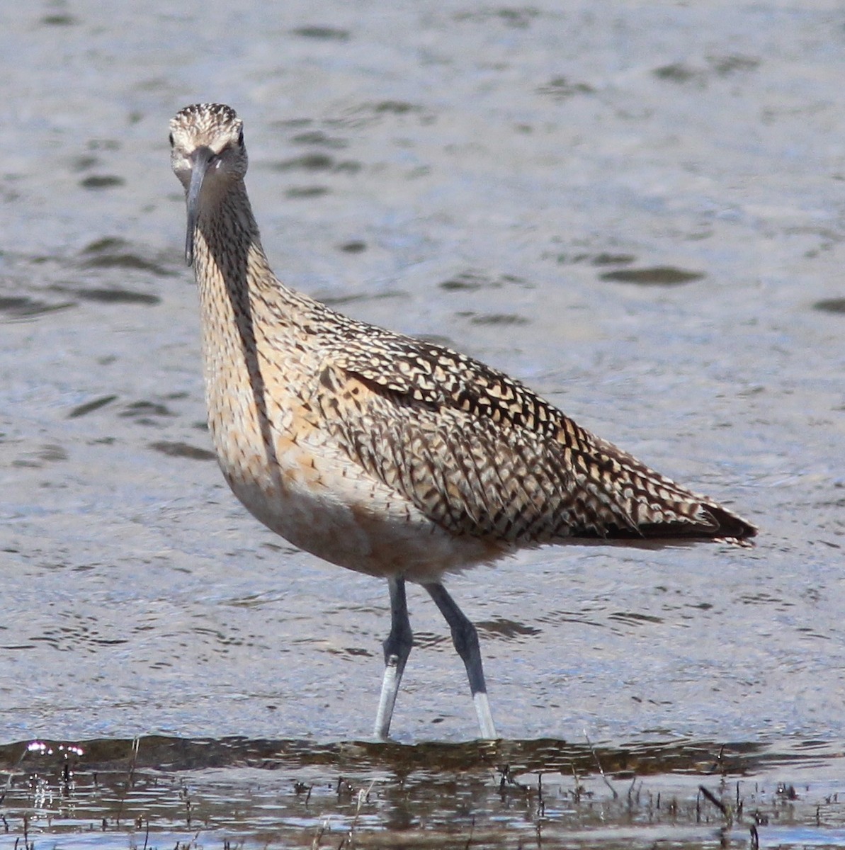 Long-billed Curlew - Jim Parker