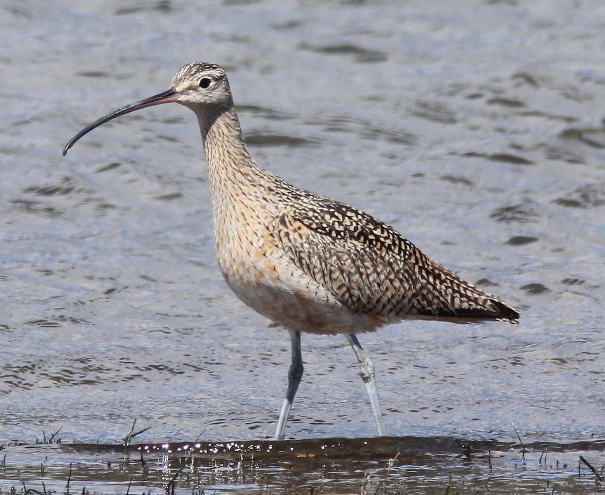 Long-billed Curlew - Jim Parker