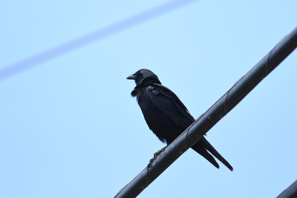 Fish Crow - ML438303211