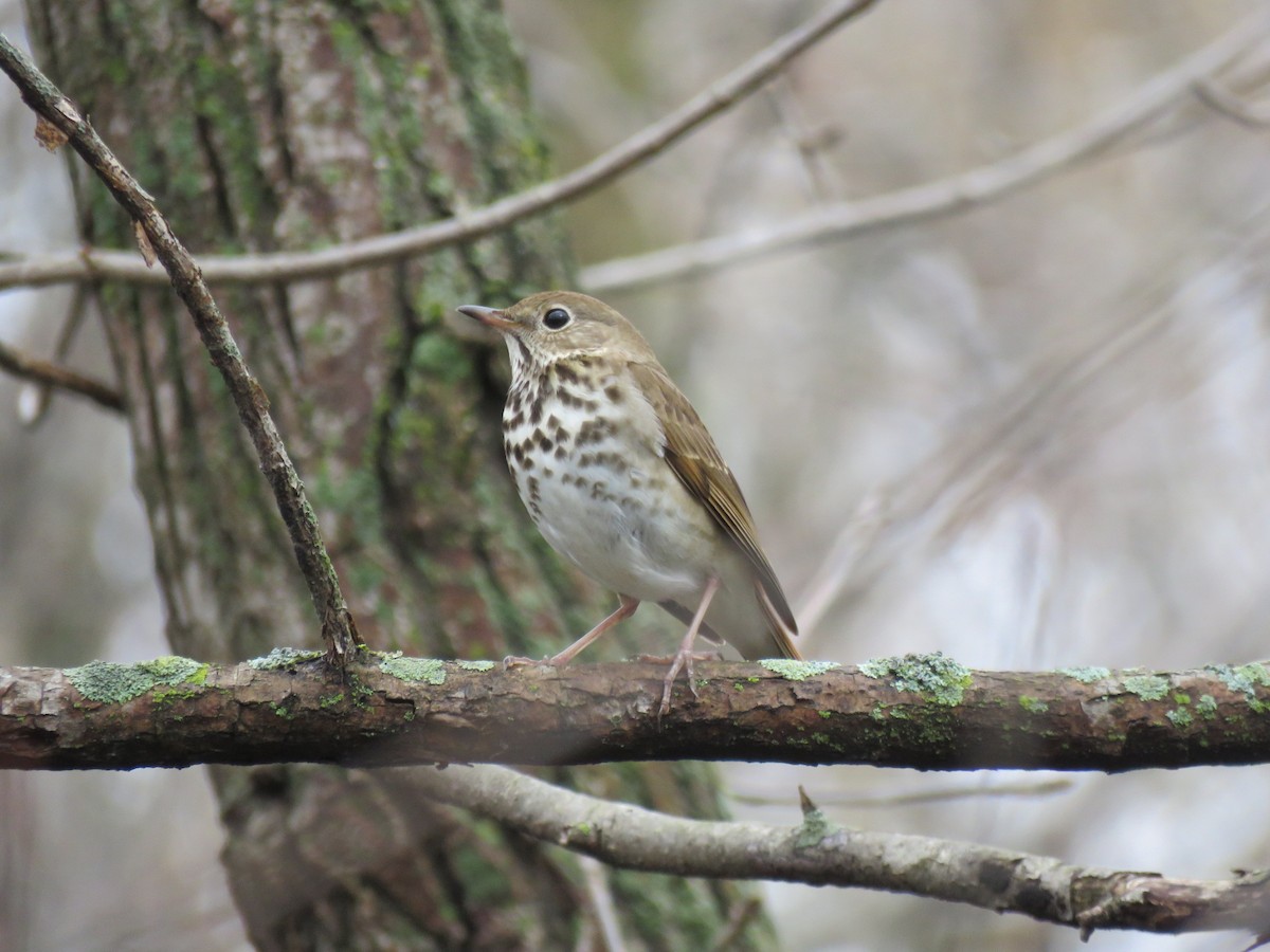 Hermit Thrush - ML438303621