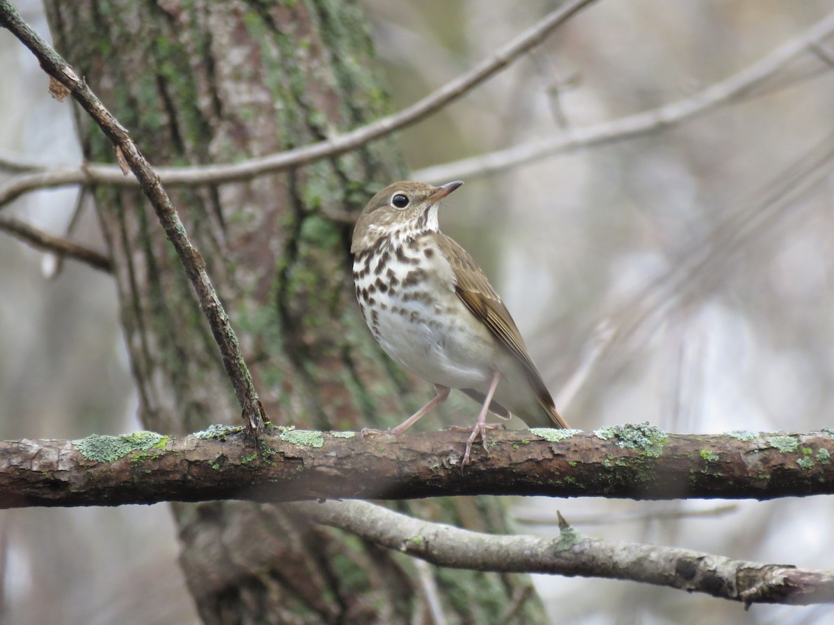 Hermit Thrush - ML438303641