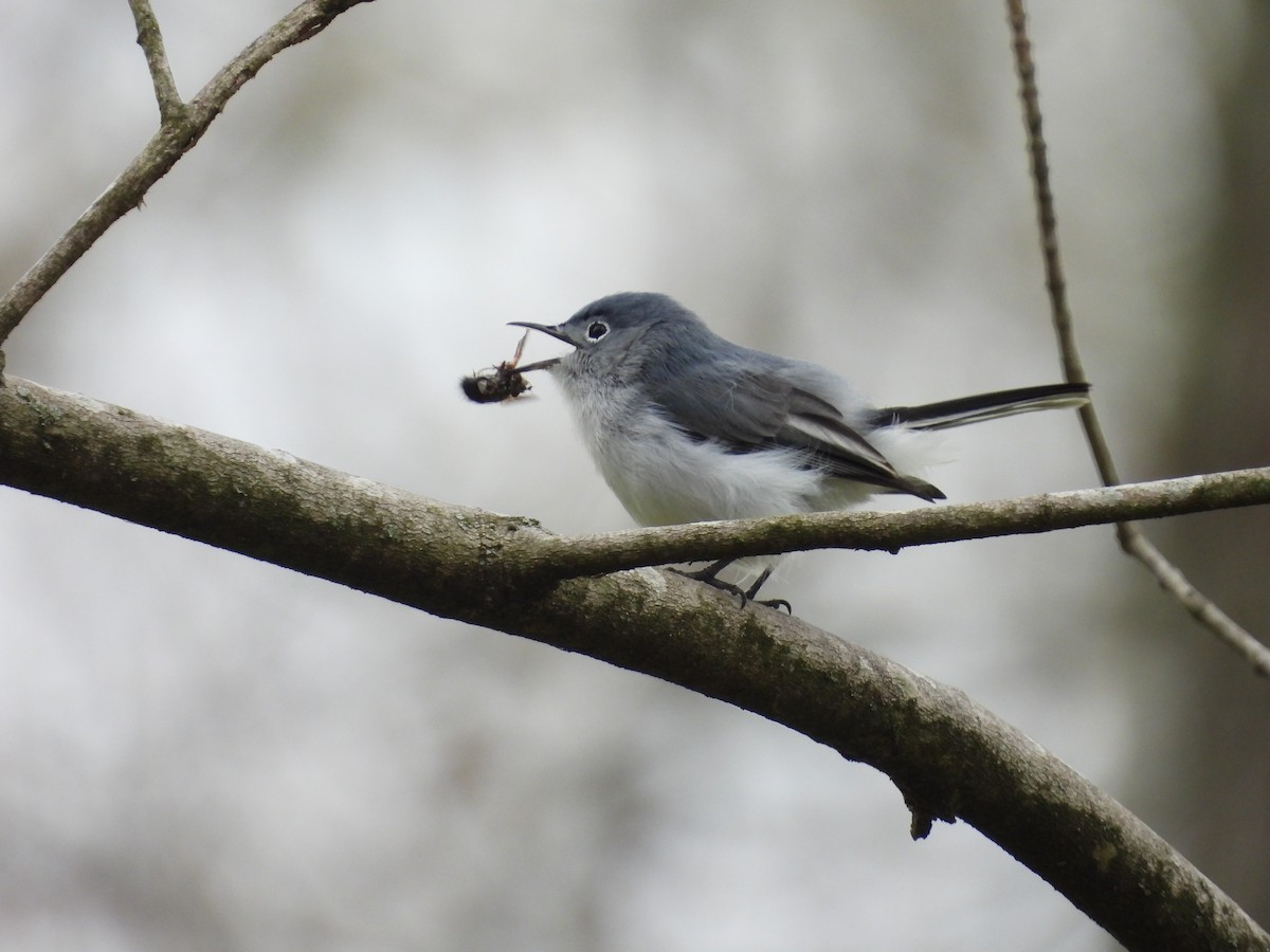 Blue-gray Gnatcatcher - Isaac Smith