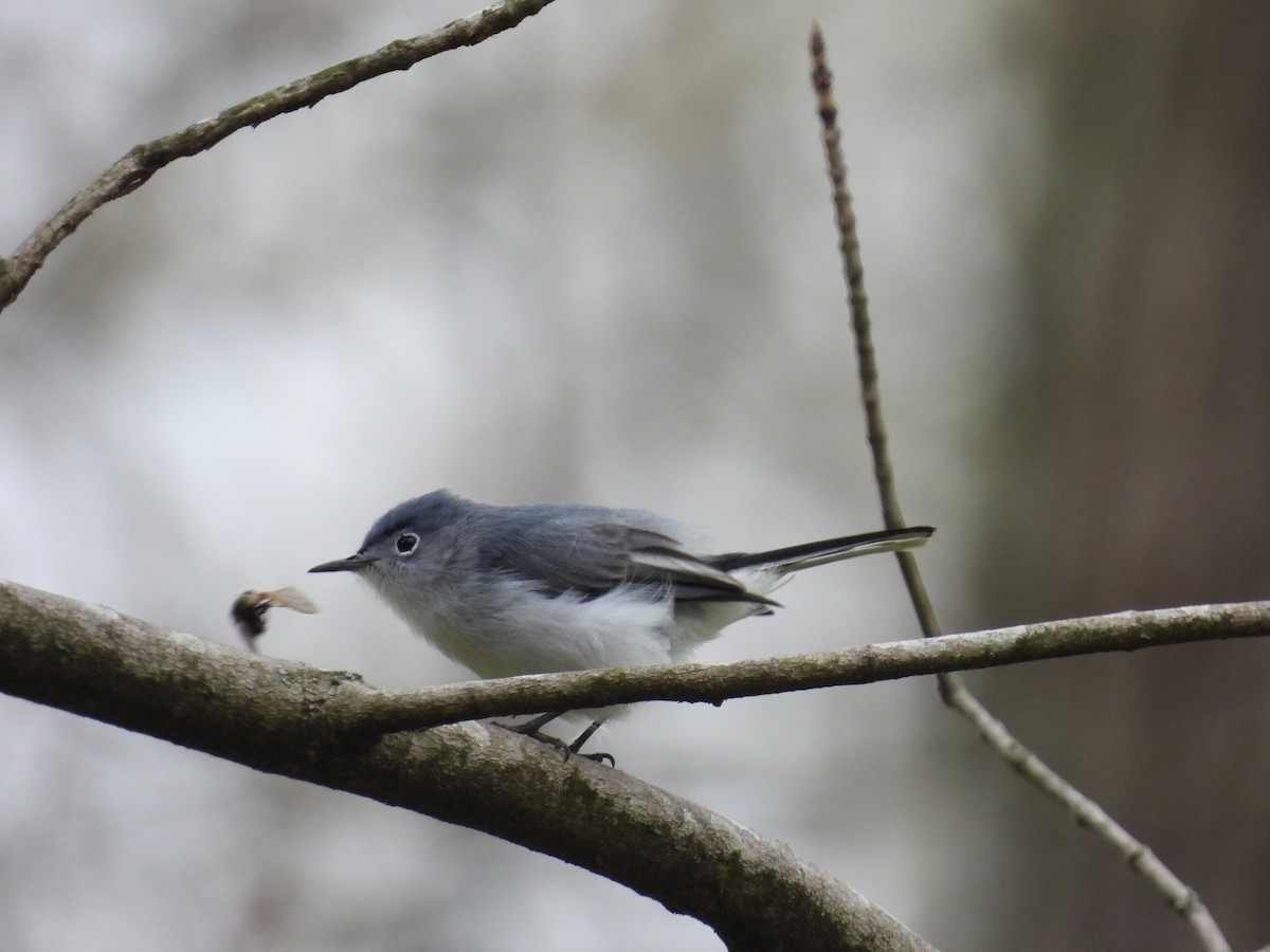 Blue-gray Gnatcatcher - Isaac Smith