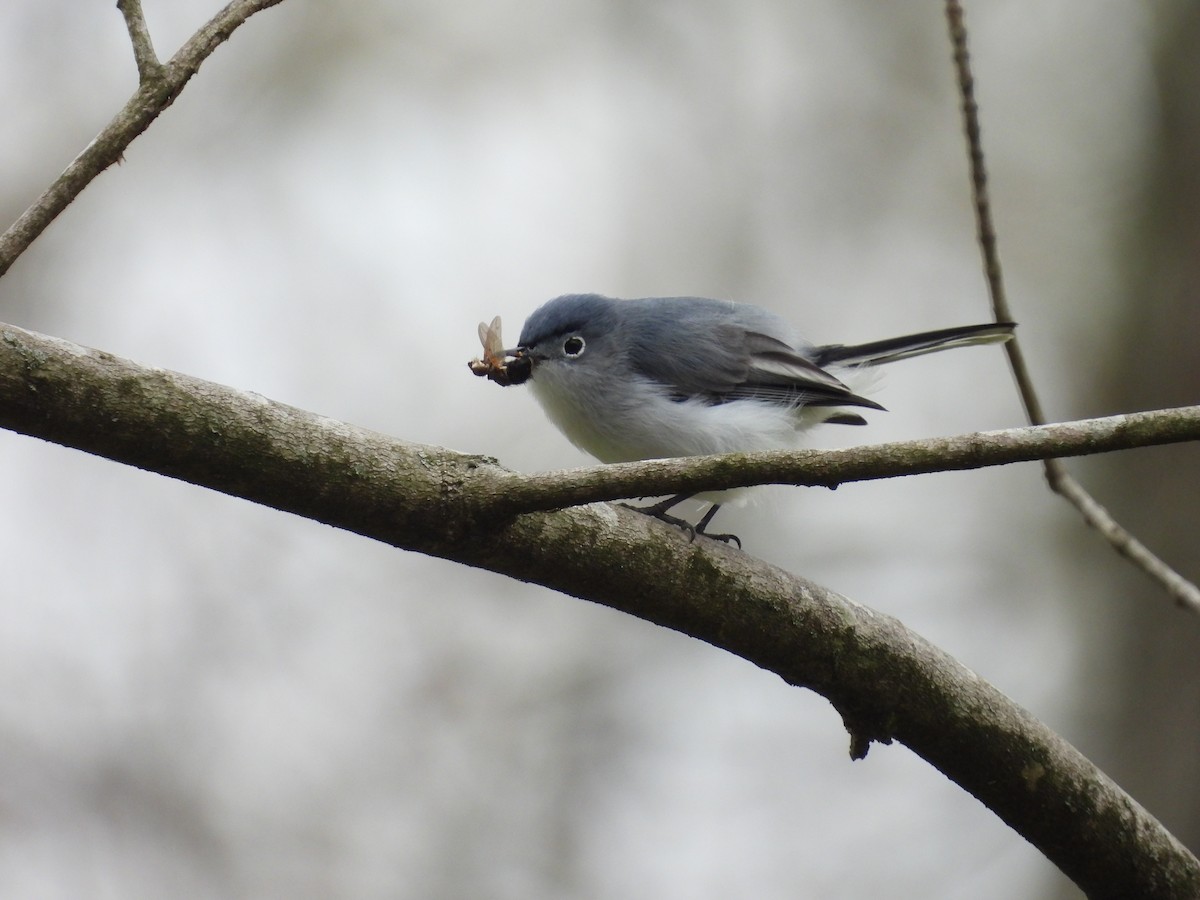 Blue-gray Gnatcatcher - Isaac Smith