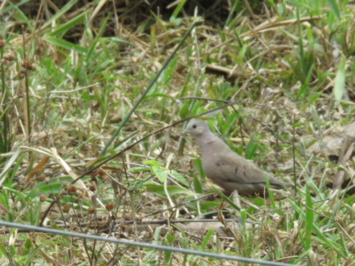 Plain-breasted Ground Dove - ML438304661