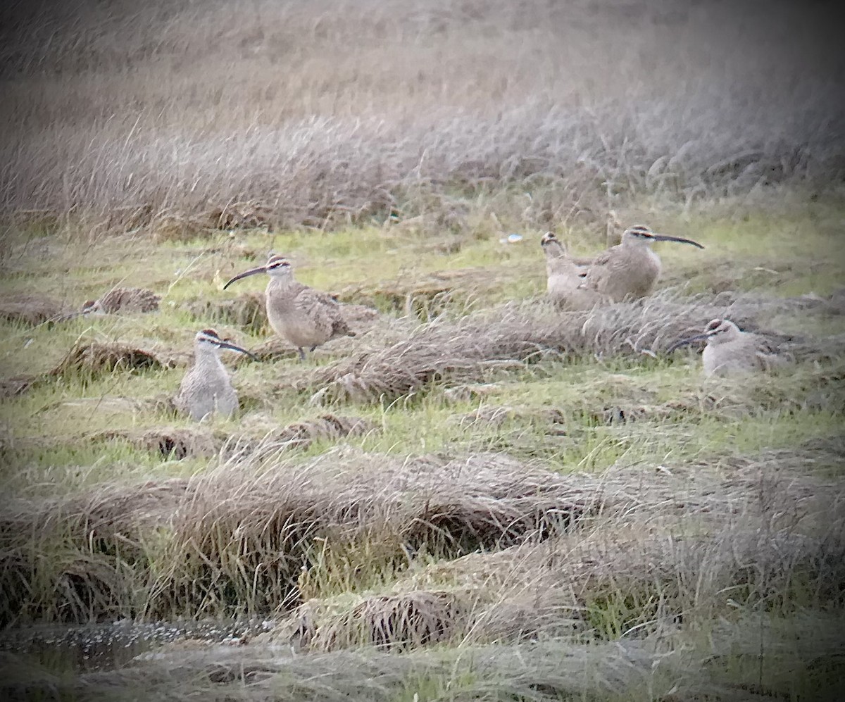 Whimbrel - ML438305661