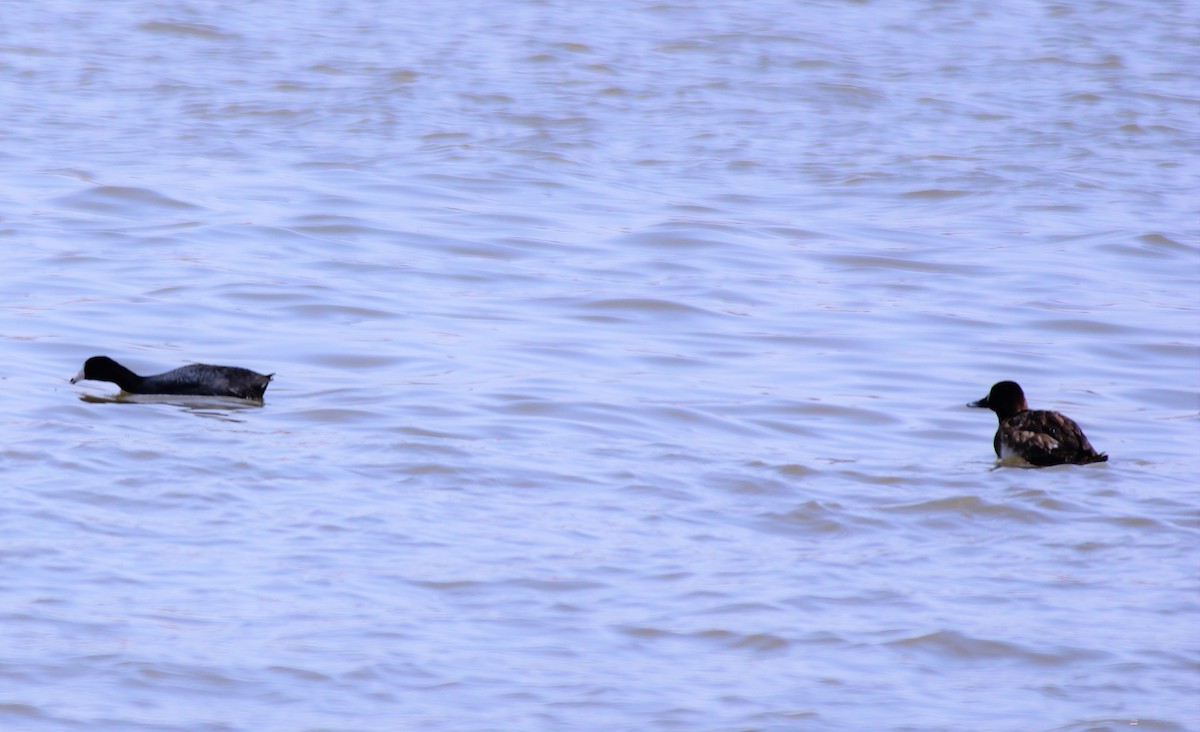 Lesser Scaup - ML438306651