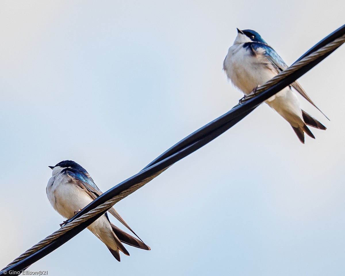 Tree Swallow - ML438307261