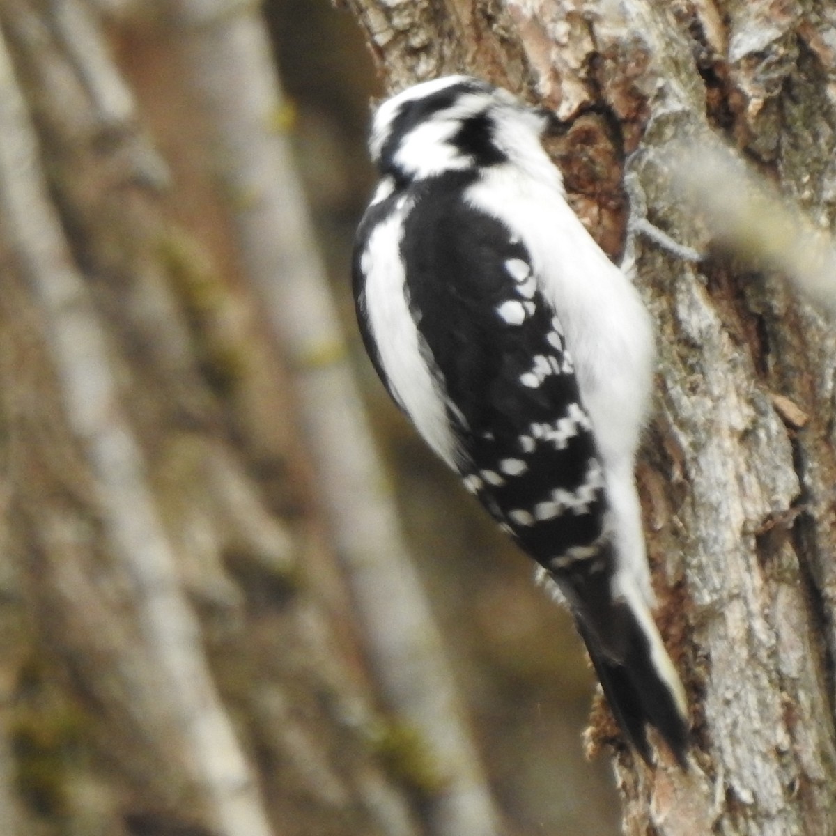 Downy Woodpecker - ML438308221