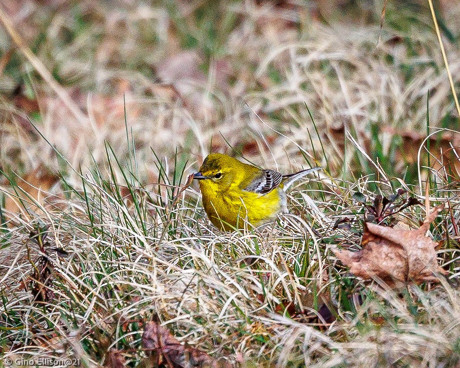 Pine Warbler - ML438308311