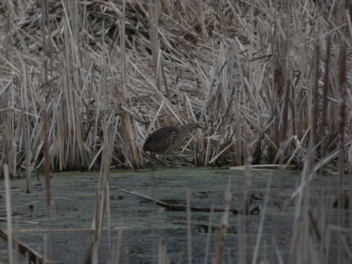 American Bittern - ML438308401