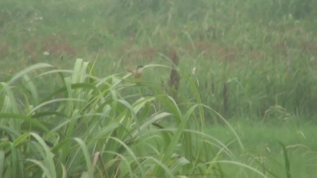 Prinia à ventre jaune - ML438308531