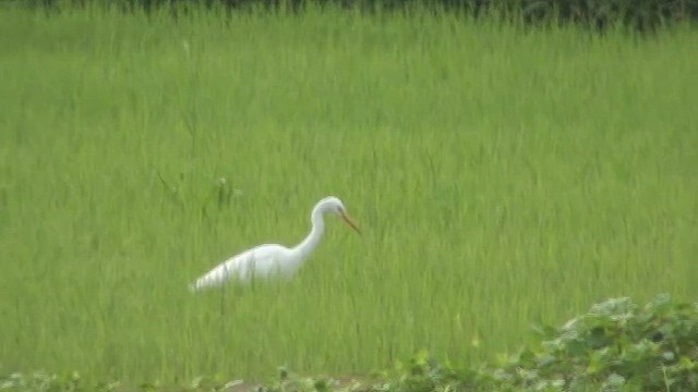 Medium Egret - ML438309491