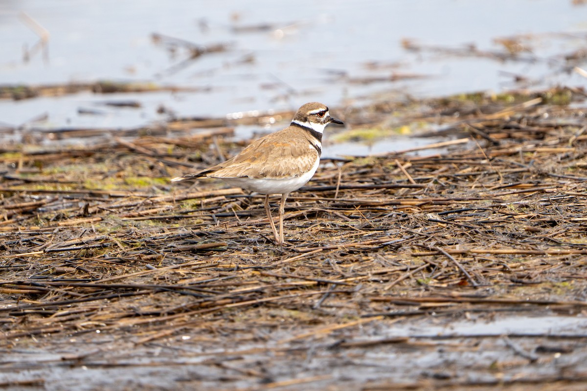 Крикливый зуёк - ML438314321