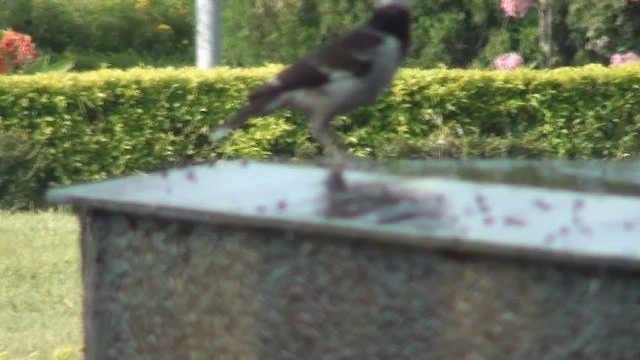 Black-collared Starling - ML438314341