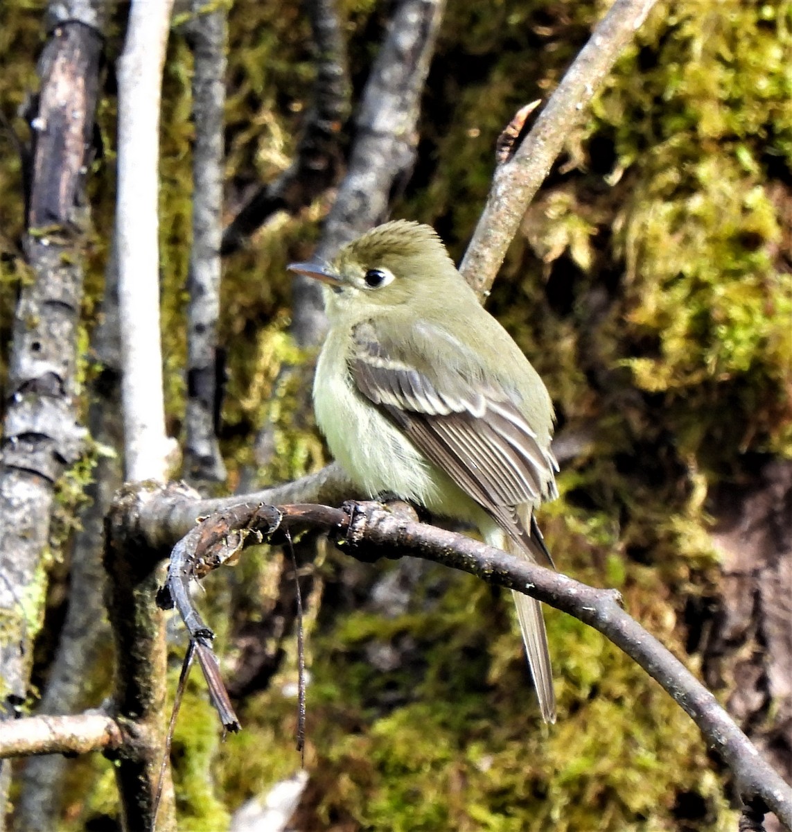 Western Flycatcher (Pacific-slope) - Rick Bennett