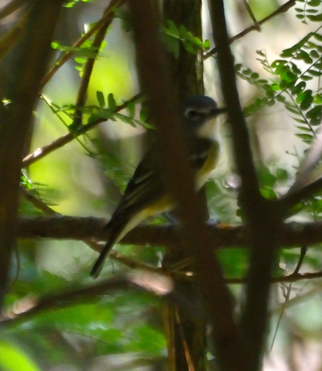 Vireo Solitario - ML43831691