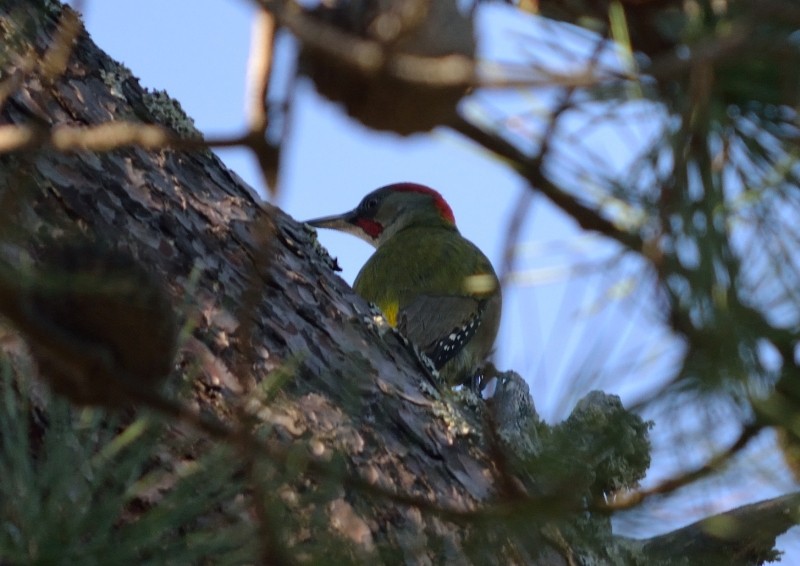 Iberian Green Woodpecker - ML43831841