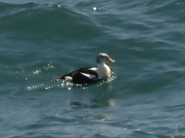 King Eider - ML438319911