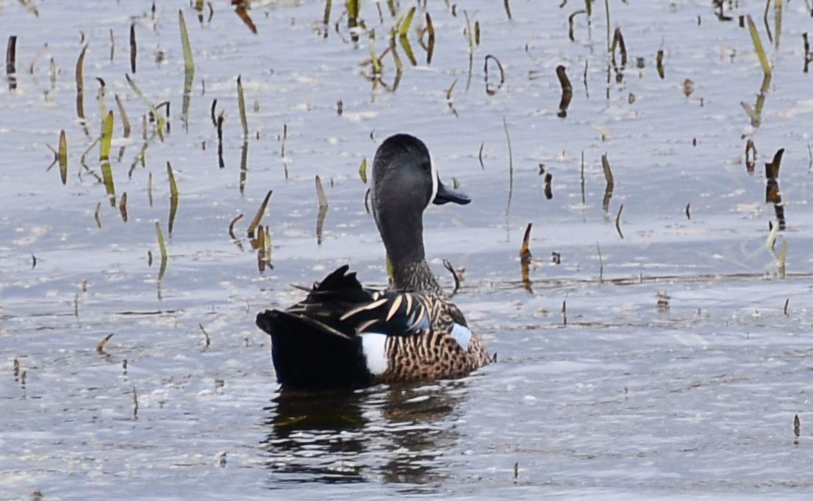 Blue-winged Teal - ML438320181