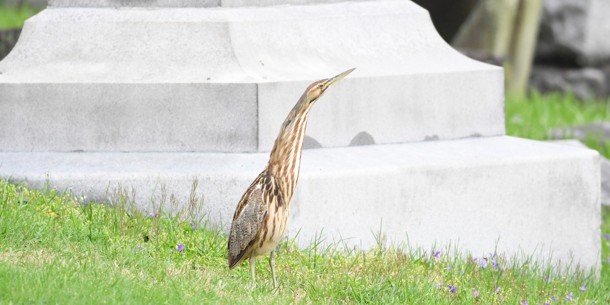 American Bittern - Steve Brown