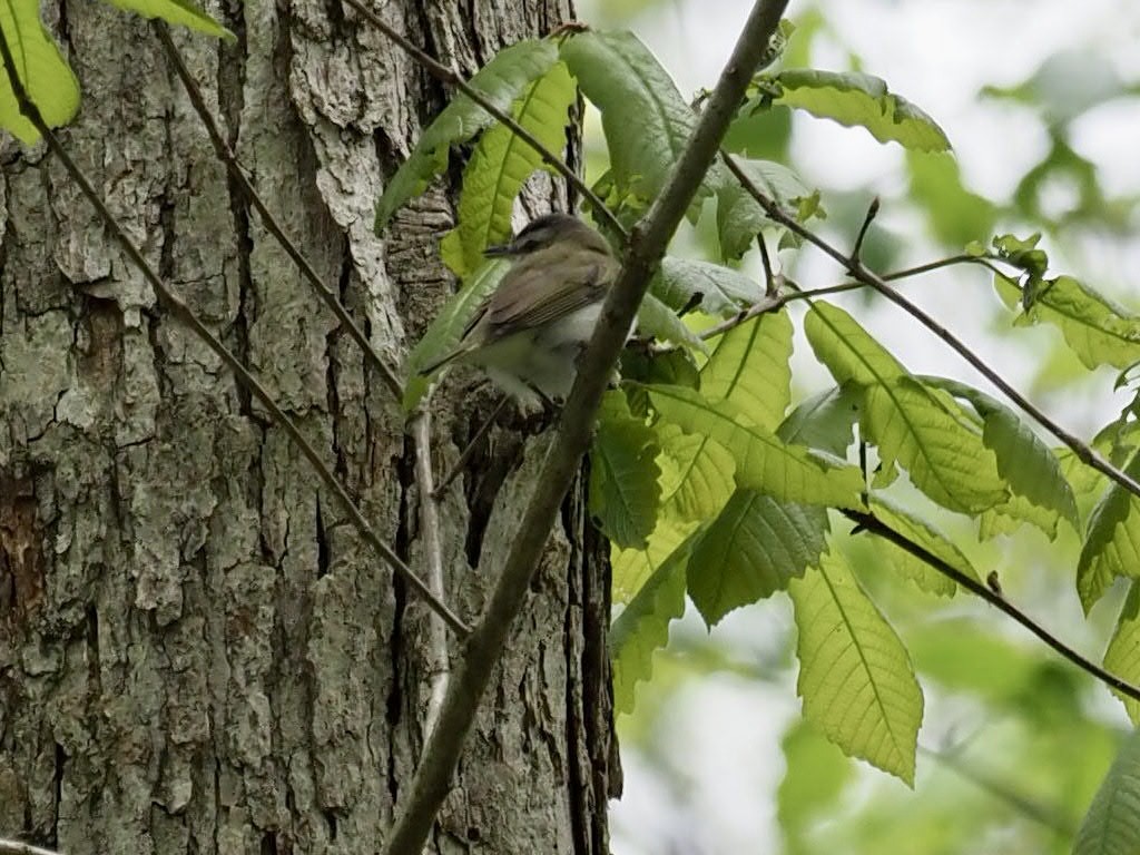Red-eyed Vireo - ML438320531