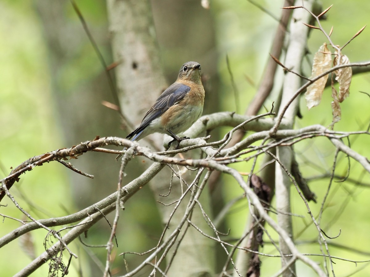 Eastern Bluebird - ML438320761