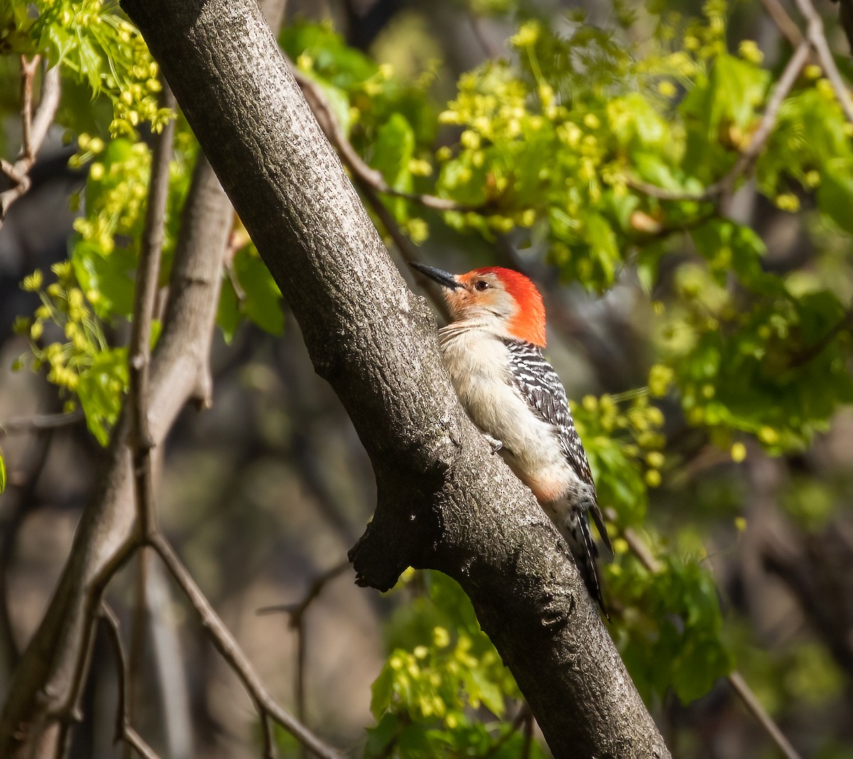 Red-bellied Woodpecker - ML438320921