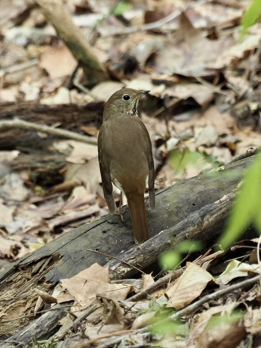 Hermit Thrush - ML438321101