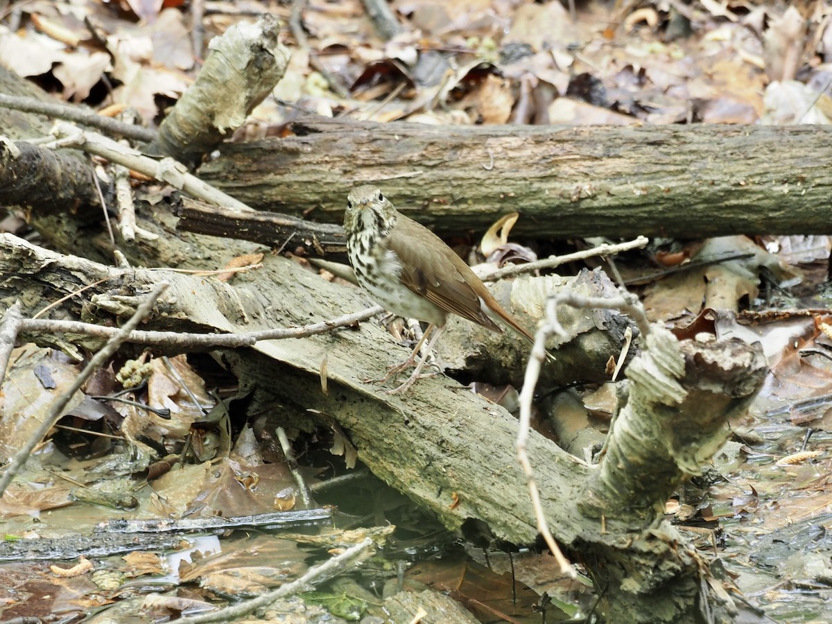 Hermit Thrush - ML438321111
